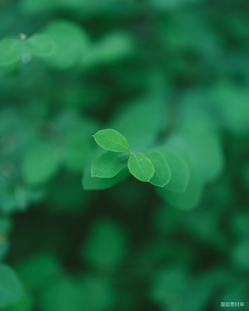图片展示了一株植物的嫩叶，背景为模糊的绿色，突出了一株新生的绿叶，给人一种清新、生机勃勃的感觉。适合用于表达自然之美、生机勃勃的主题，或者用于产品包装设计，展示自然纯净的形象。