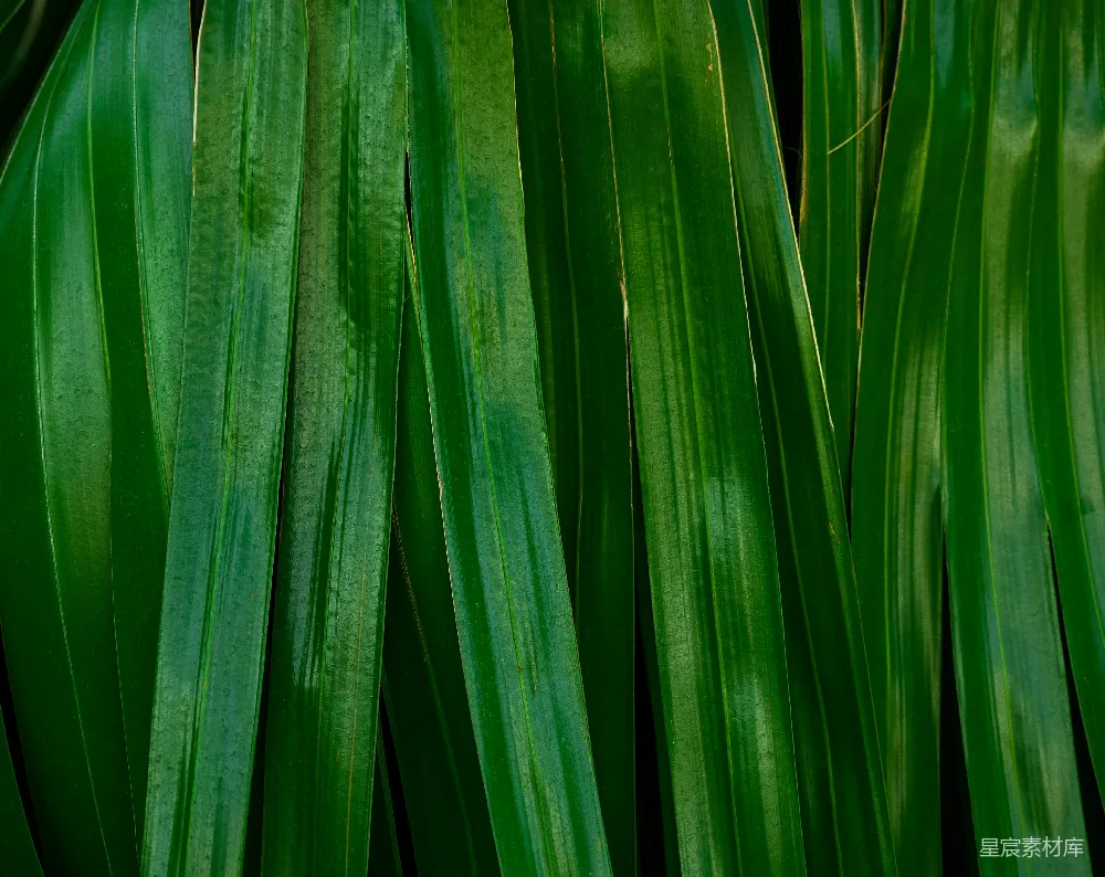 高清摄影 热带植物 自然纹理 绿色背景 植物细节 自然美学 热带植物叶片特写