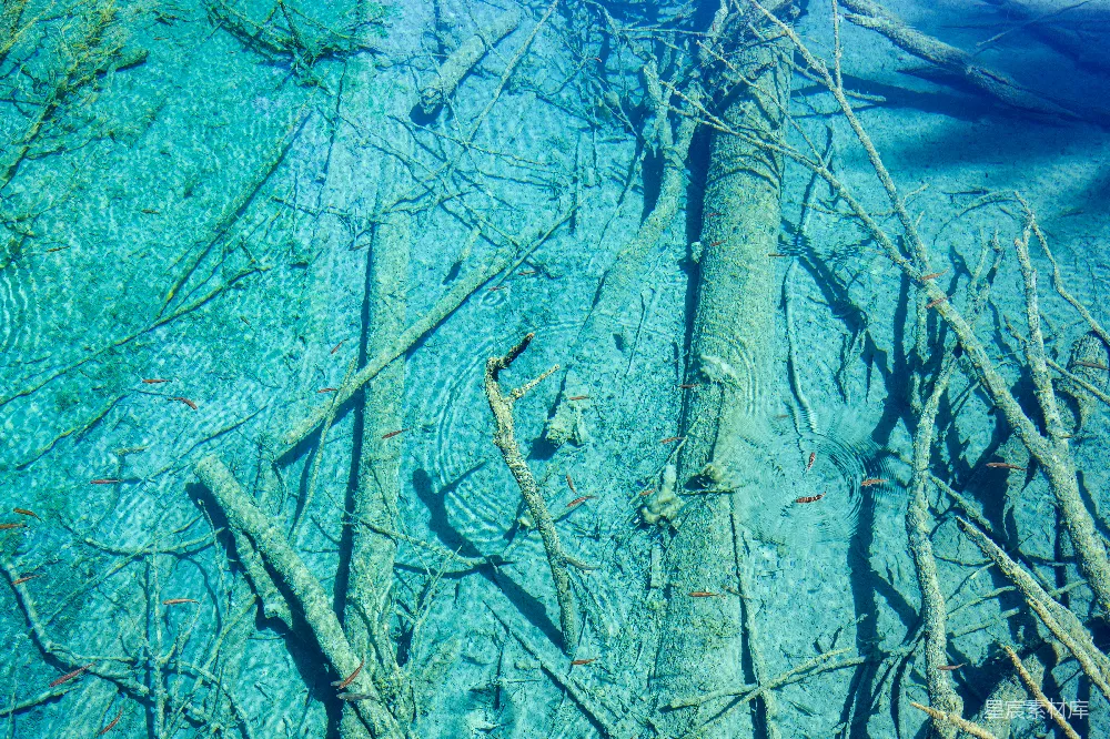 高清摄影 水下摄影 自然风景 清澈 树枝 鱼群 清澈的水下世界