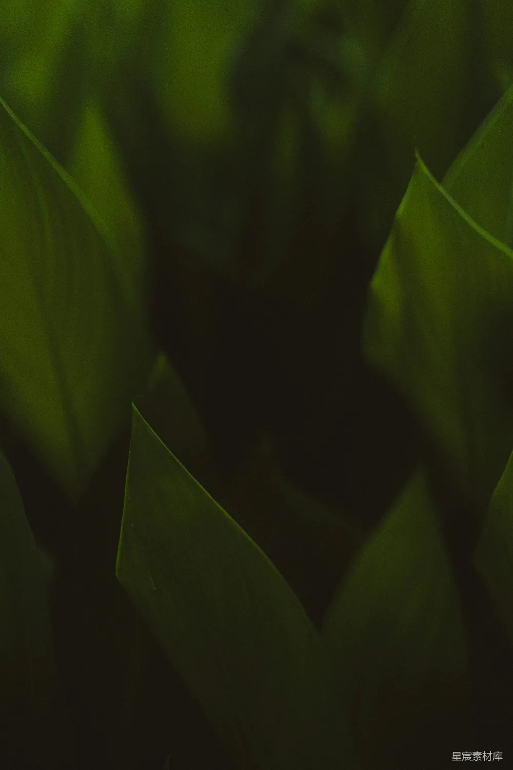 高清摄影 植物 深绿色 自然 特写 生态 深绿色植物叶片特写