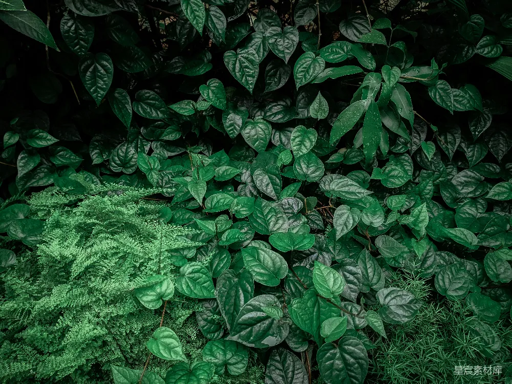 高清摄影 植物 热带 自然 绿色 生态 绿意盎然的热带植物