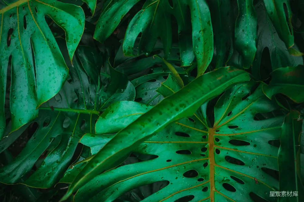 高清摄影 热带植物 绿叶 自然 清新 背景 热带植物的绿叶特写