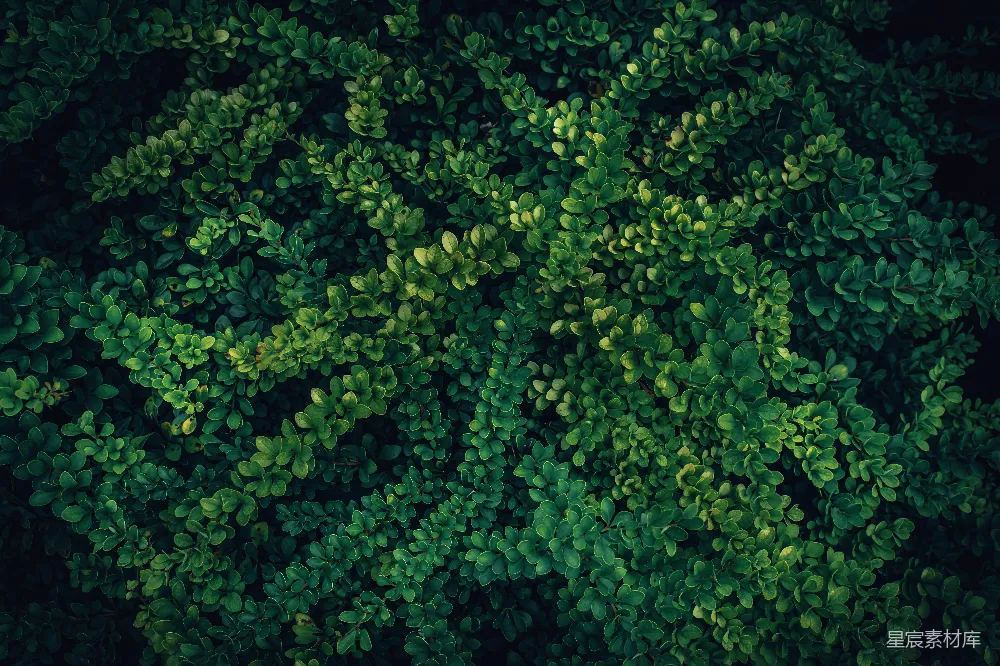 高清摄影 自然 绿色 纹理 背景 植物 自然绿植纹理背景