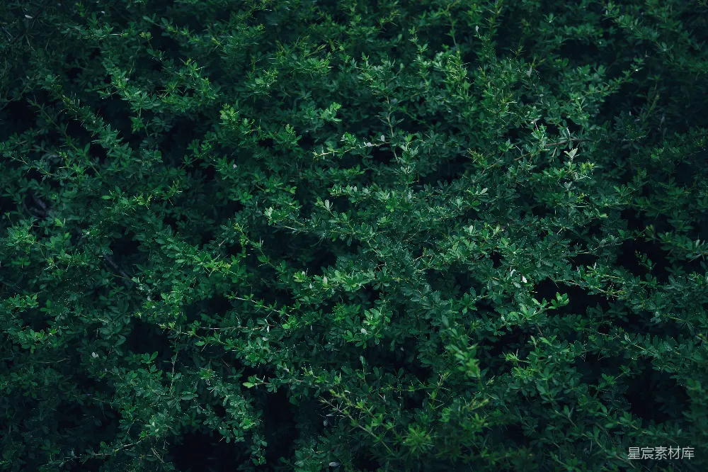 高清摄影 自然 绿色 植物 纹理 背景 绿叶交织的自然纹理