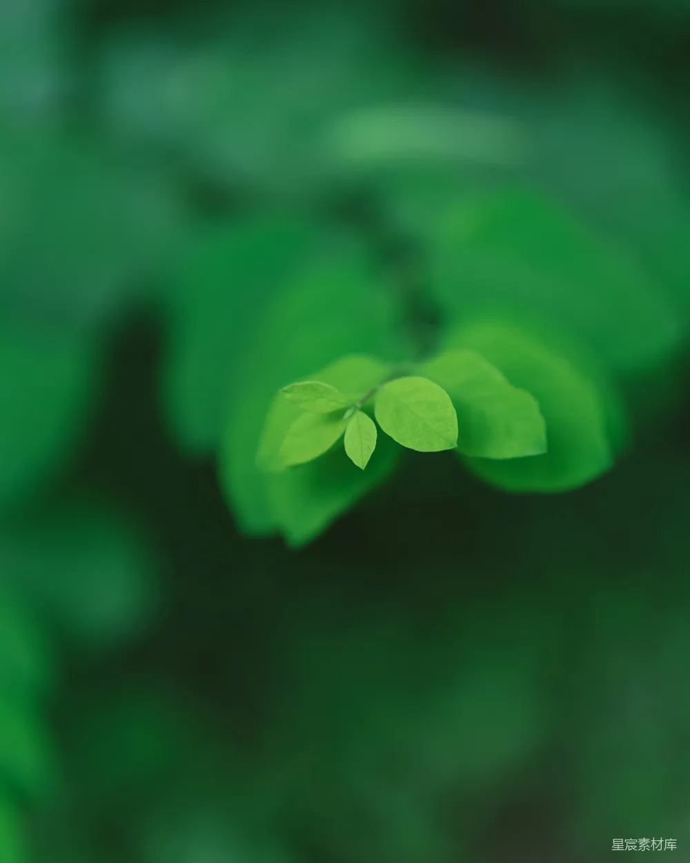 高清摄影 植物 绿色 自然 宁静 清新 静谧的绿色植物