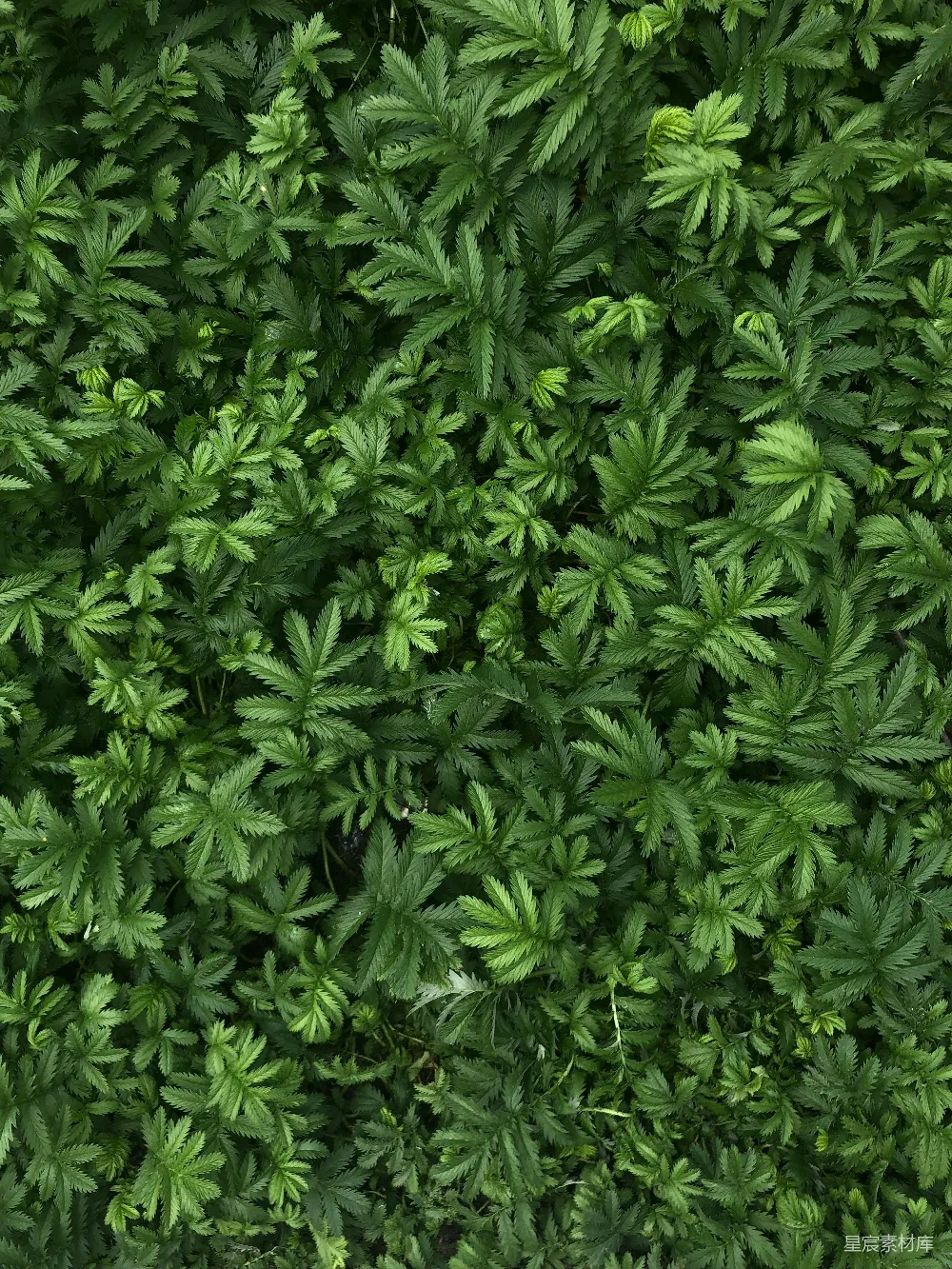 高清摄影 自然 绿色 生机 植物 背景 生机盎然的绿色植物