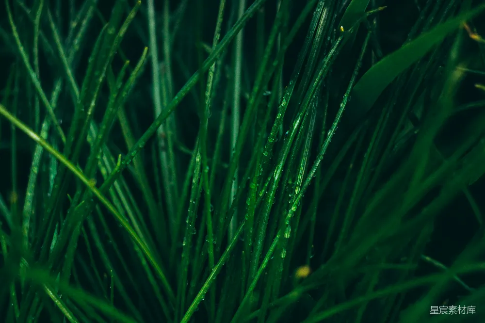 高清摄影 植物 自然 清新 露珠 绿色 晨露下的绿草