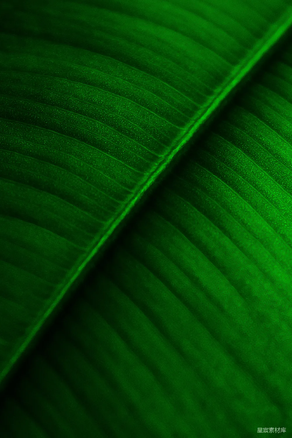 高清摄影 绿色 植物纹理 自然 纹理特写 自然背景 绿色植物纹理特写