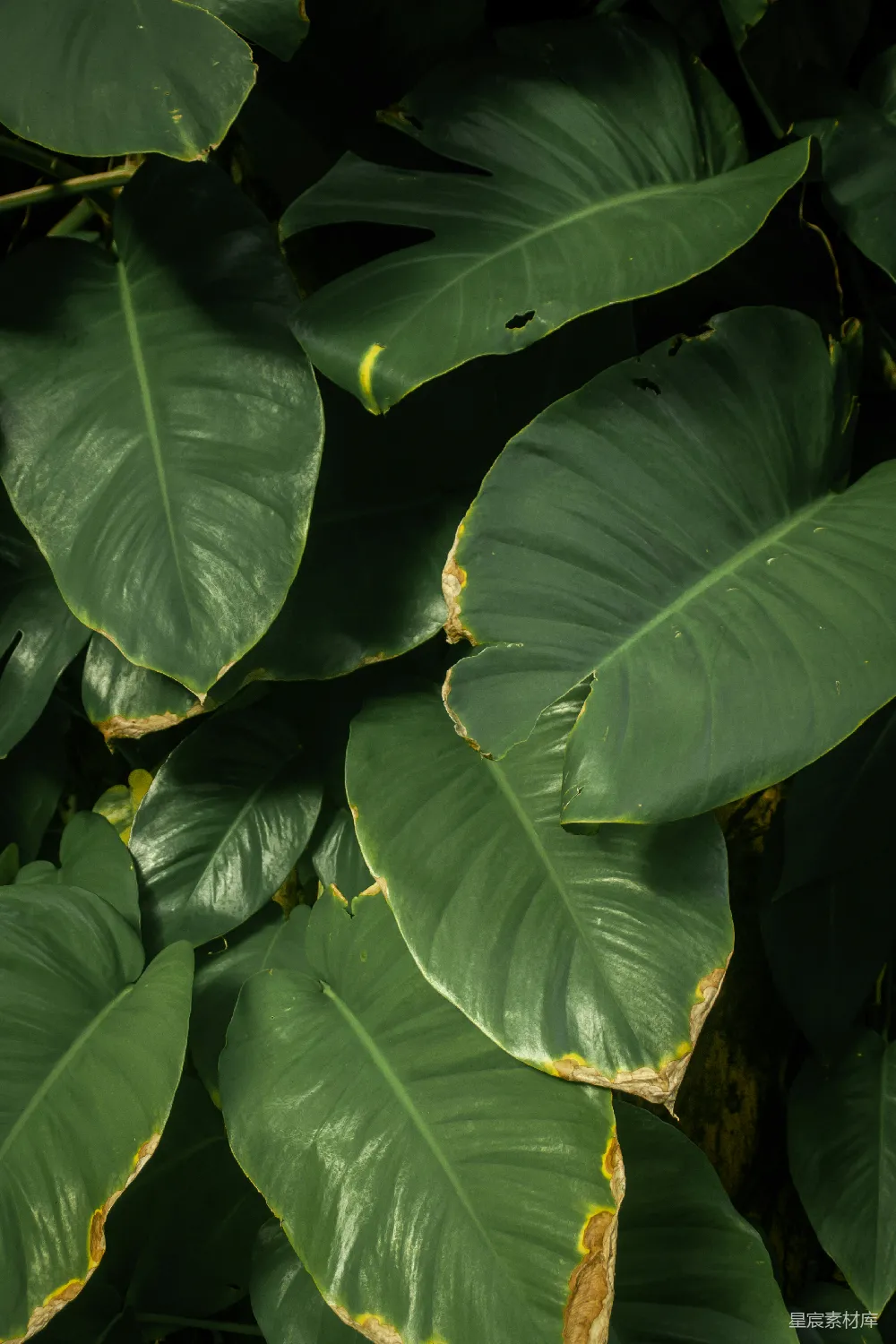 高清摄影 热带植物 叶子 自然 绿色 背景 翠绿热带植物叶子
