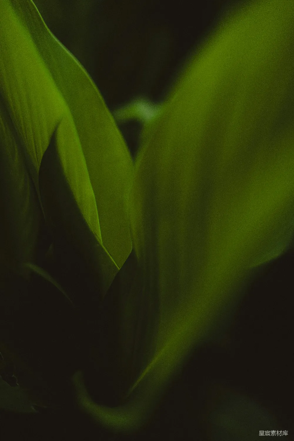 高清摄影 自然 植物 光影 清新 自然之美 绿色植物的柔和光影