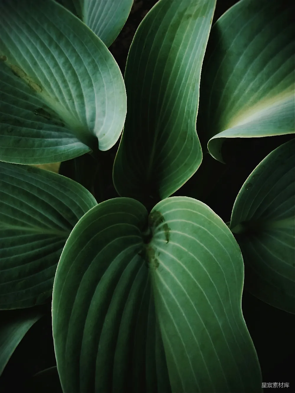 高清摄影 植物 自然 绿色 特写 自然风光 绿色植物特写