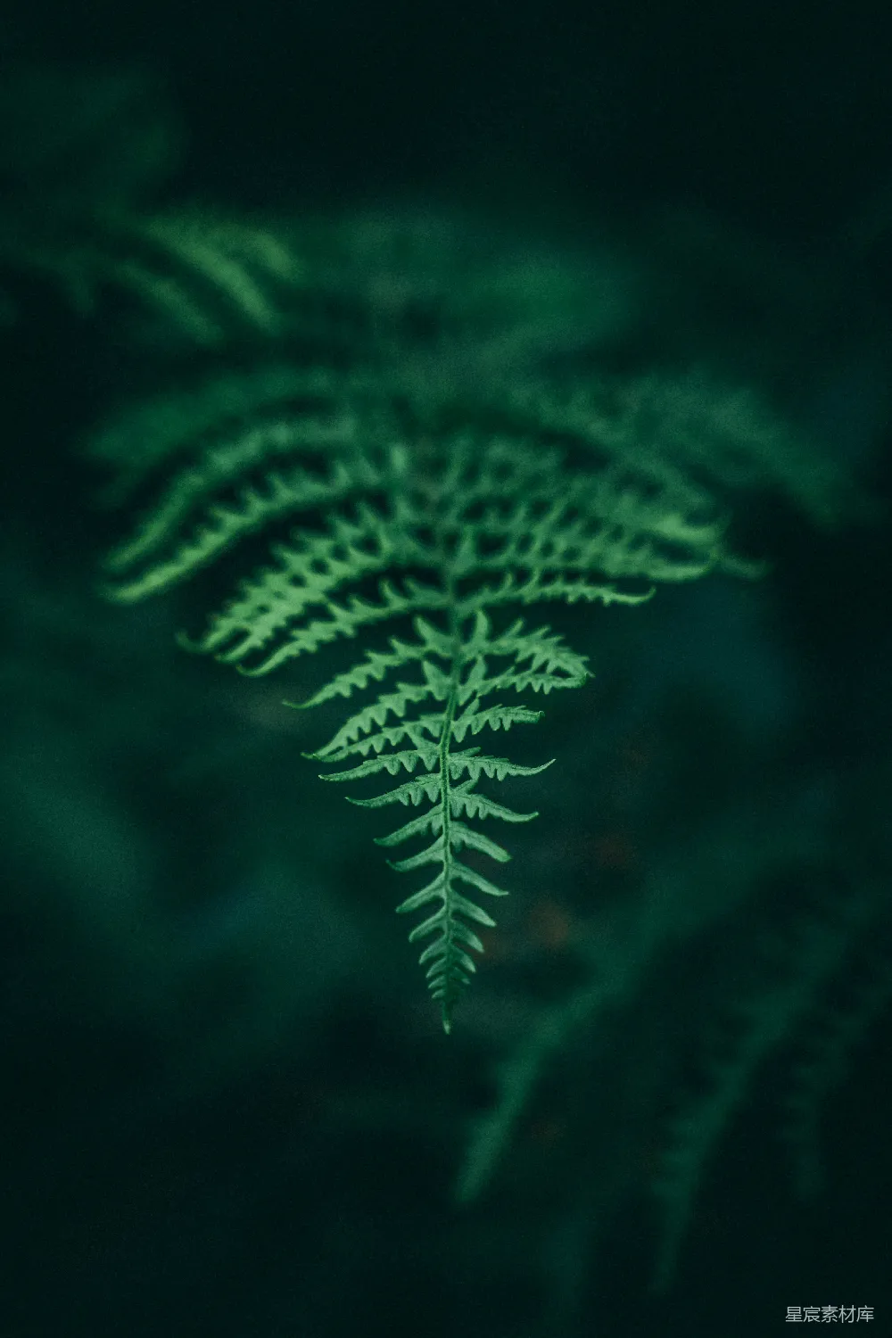 高清摄影 蕨类植物 森林 自然 深绿色 自然摄影 幽暗森林中的蕨类植物