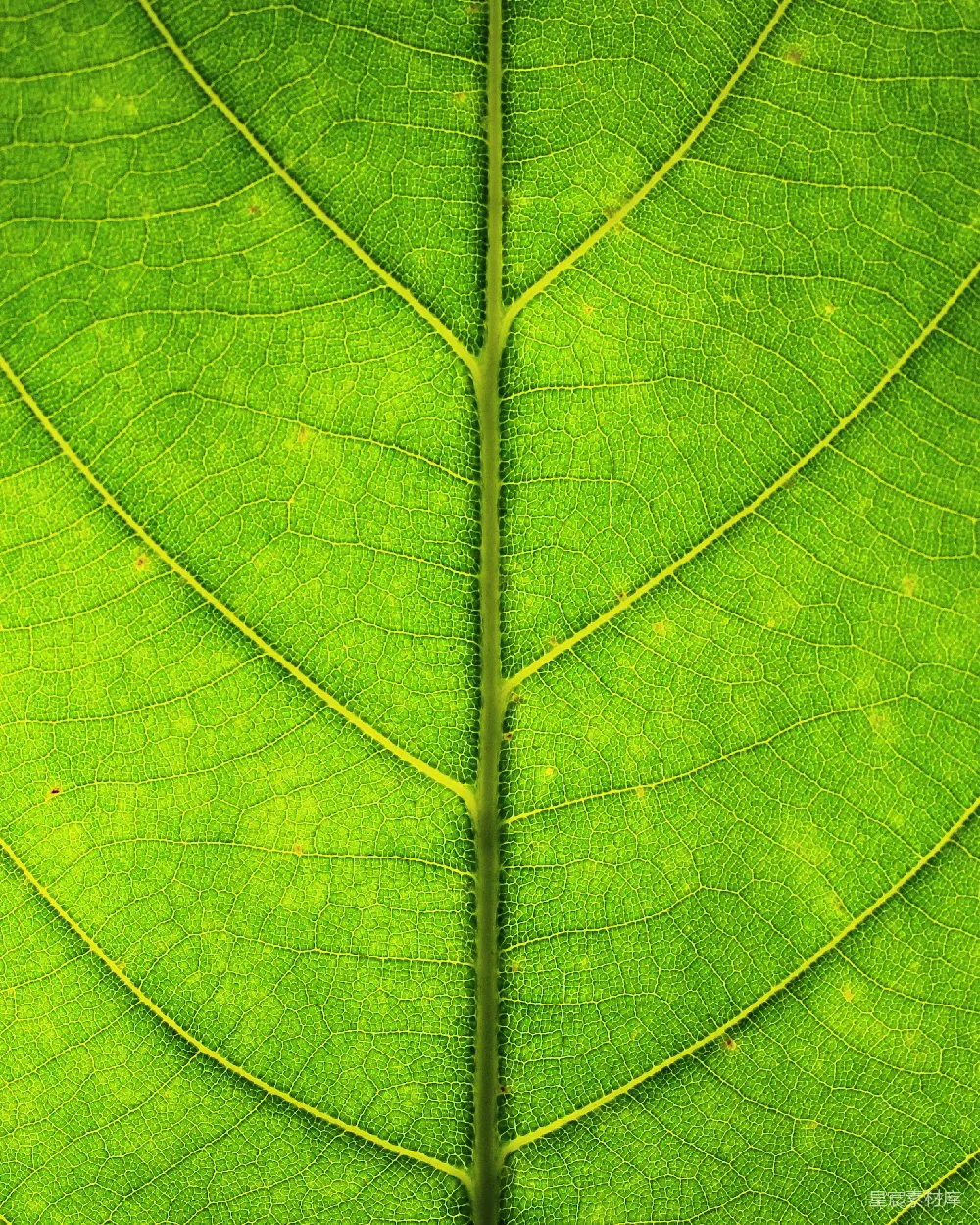 高清摄影 自然 植物 细节 生态 背景 绿叶脉络