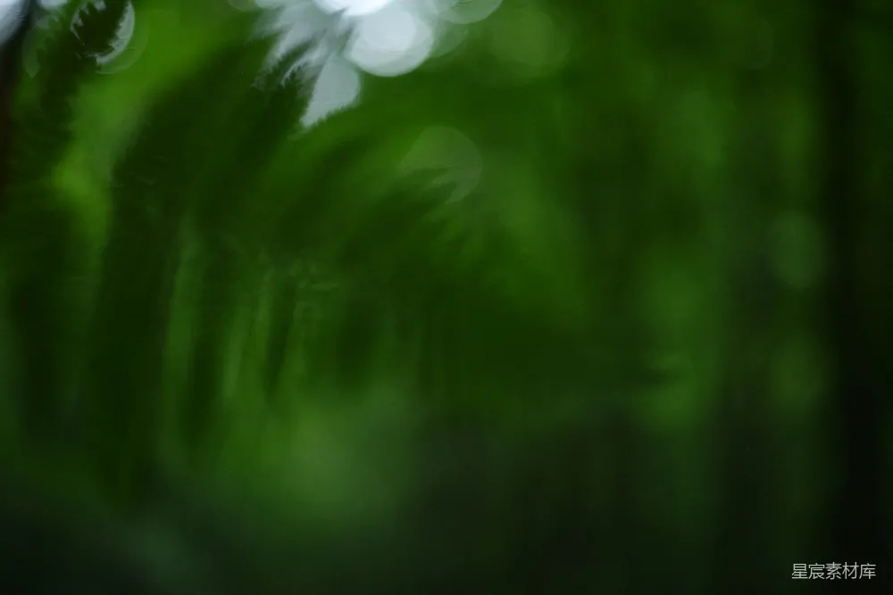 高清摄影 绿色 自然 雨景 模糊效果 植物 雨中的绿色植物