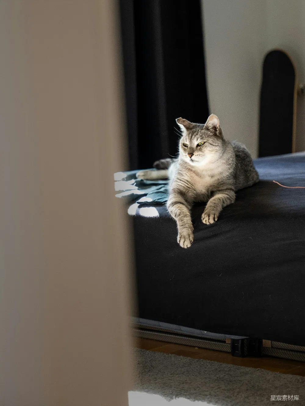 高清摄影 猫咪 宠物 家居 慵懒 宁静 慵懒的猫咪