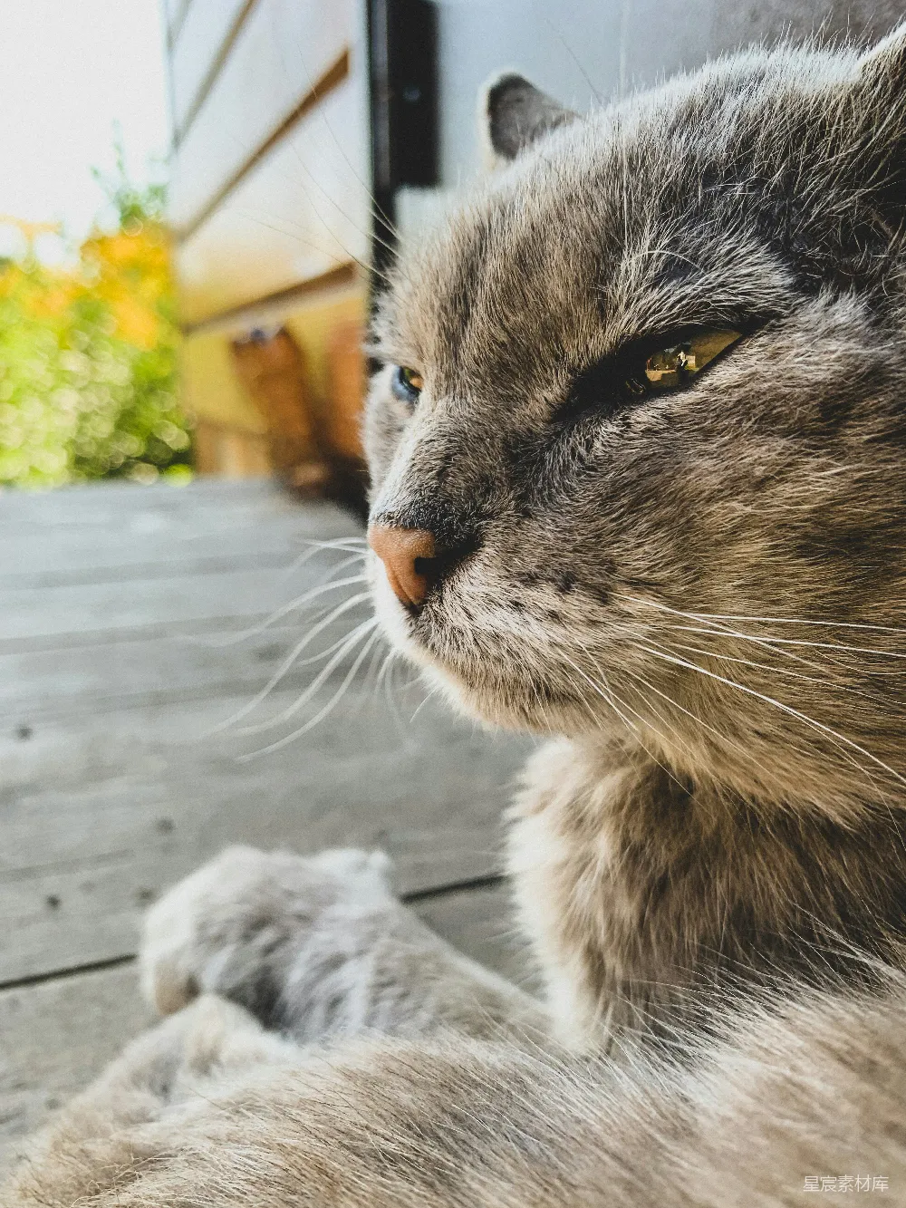 高清摄影 猫咪 特写 阳光 宁静 宠物 猫咪特写：阳光下的宁静时光