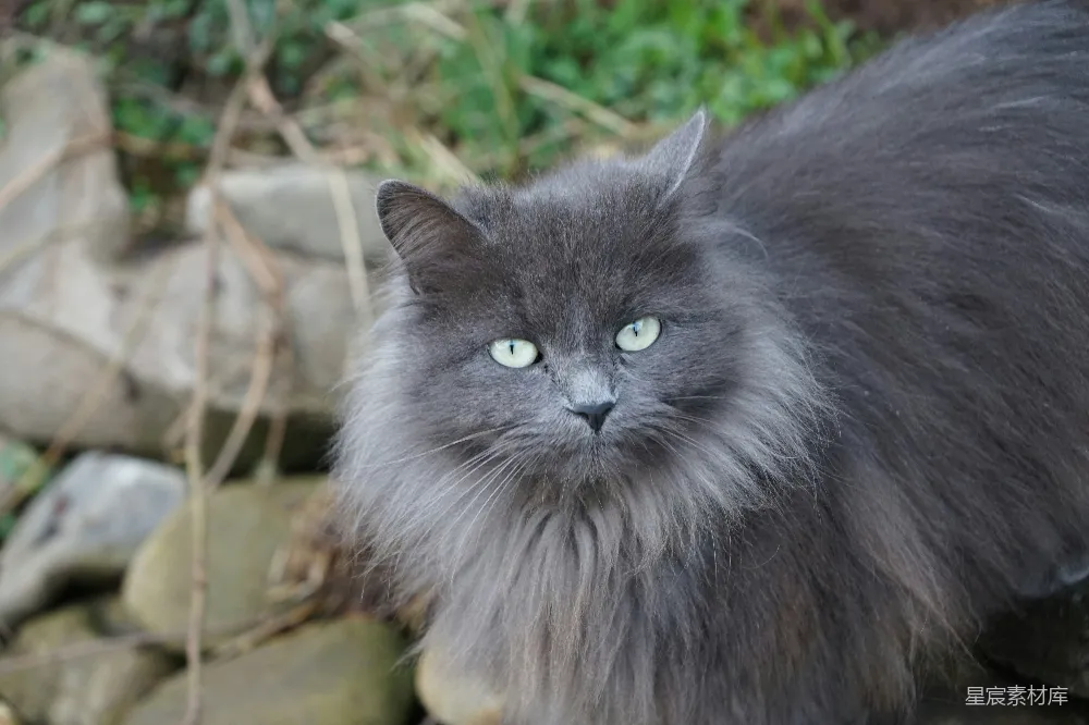 高清摄影 猫 宠物 动物 户外 自然 灰色长毛猫的特写
