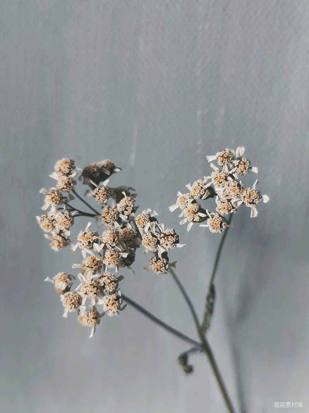 高清摄影 花朵 干枯 自然 静物 简约 干枯的花朵
