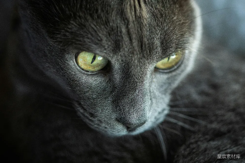 高清摄影 猫 特写 动物 眼神 自然 深邃的猫眼