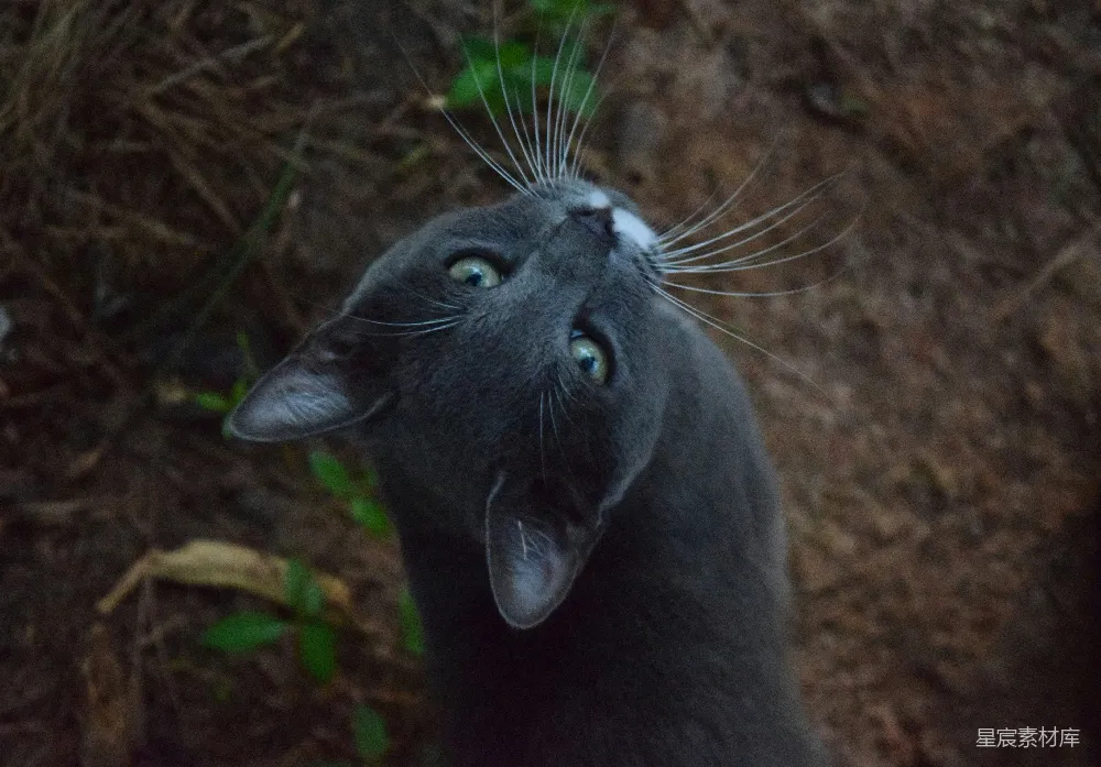 高清摄影 猫 动物 自然 好奇 特写 好奇的猫