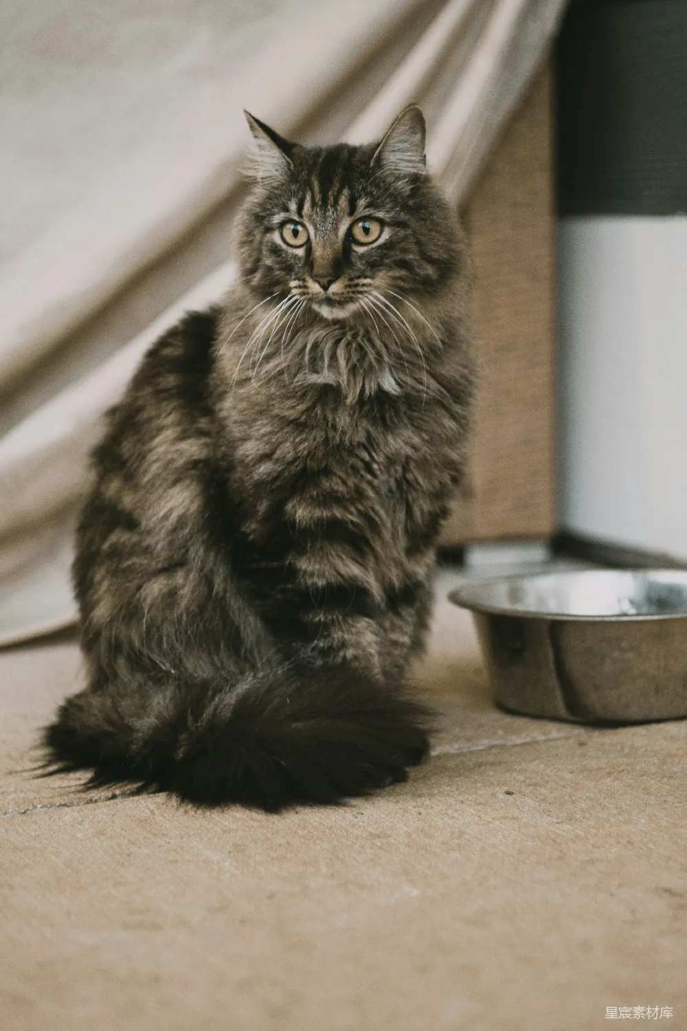 高清摄影 猫咪 慵懒 室内 宠物 毛绒 慵懒的毛绒猫