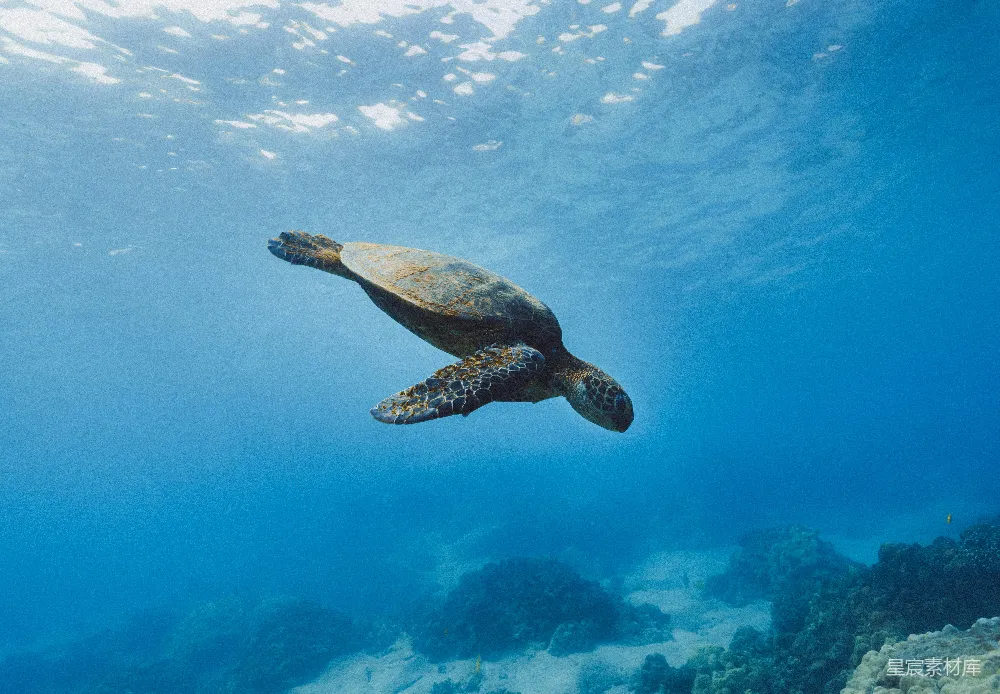 高清摄影 棕色 turtles