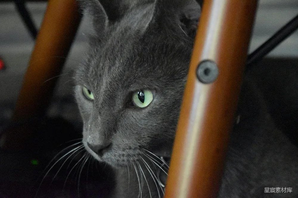 高清摄影 猫咪 动物 深邃 家居 宠物 深邃绿眼的黑猫