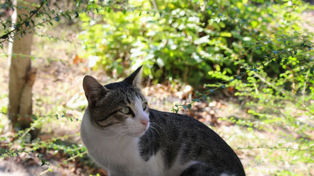 高清摄影 猫 自然 森林 阳光 宁静 森林中的猫