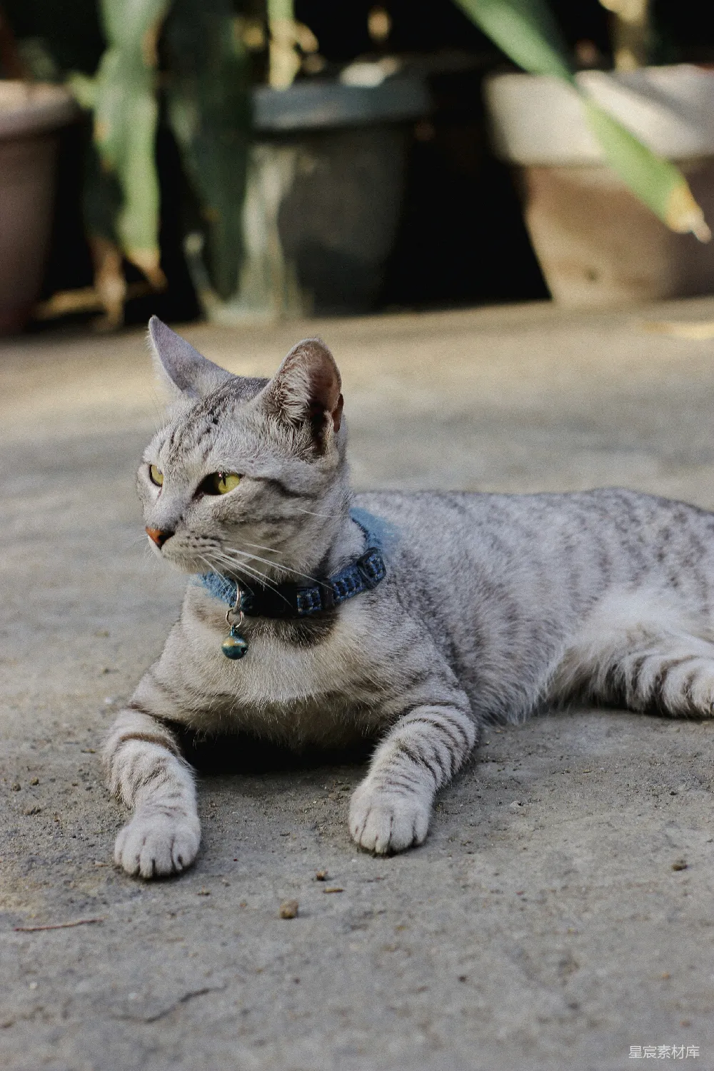 高清摄影 猫 宠物 户外 休闲 自然 悠闲的灰白猫