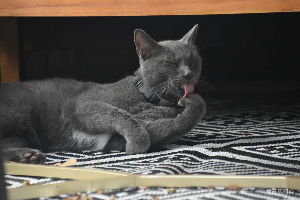 高清摄影 猫咪 宠物 清洁 休息 家庭 灰猫舔爪子