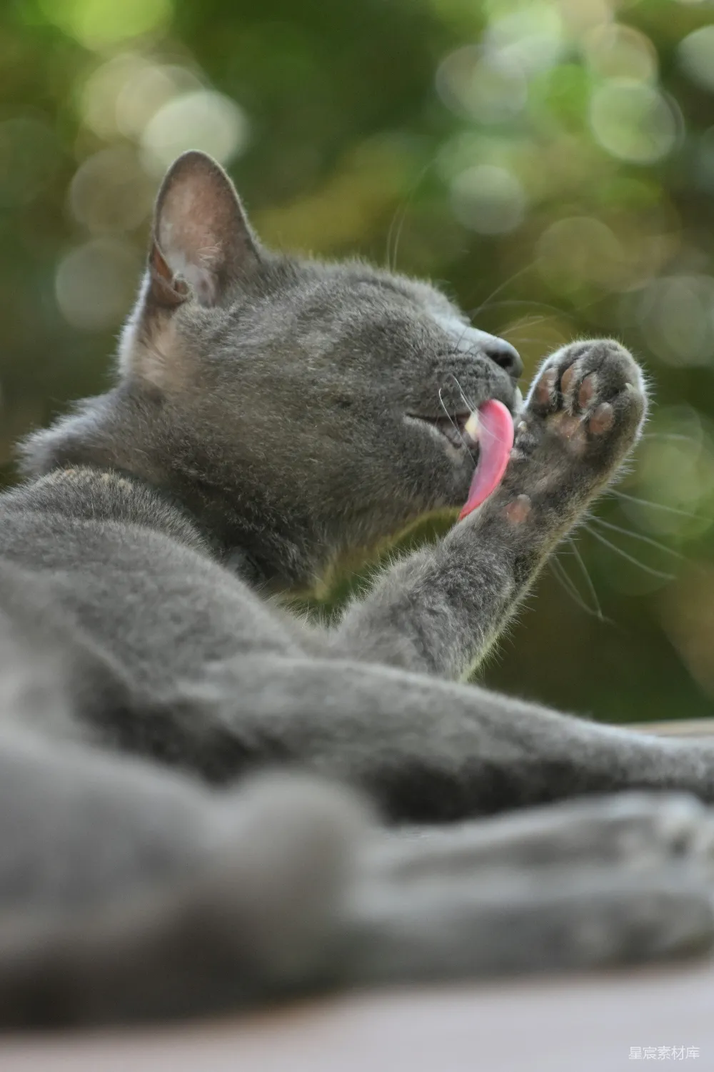 高清摄影 猫咪 宠物 清洁 自然 猫咪舔爪子