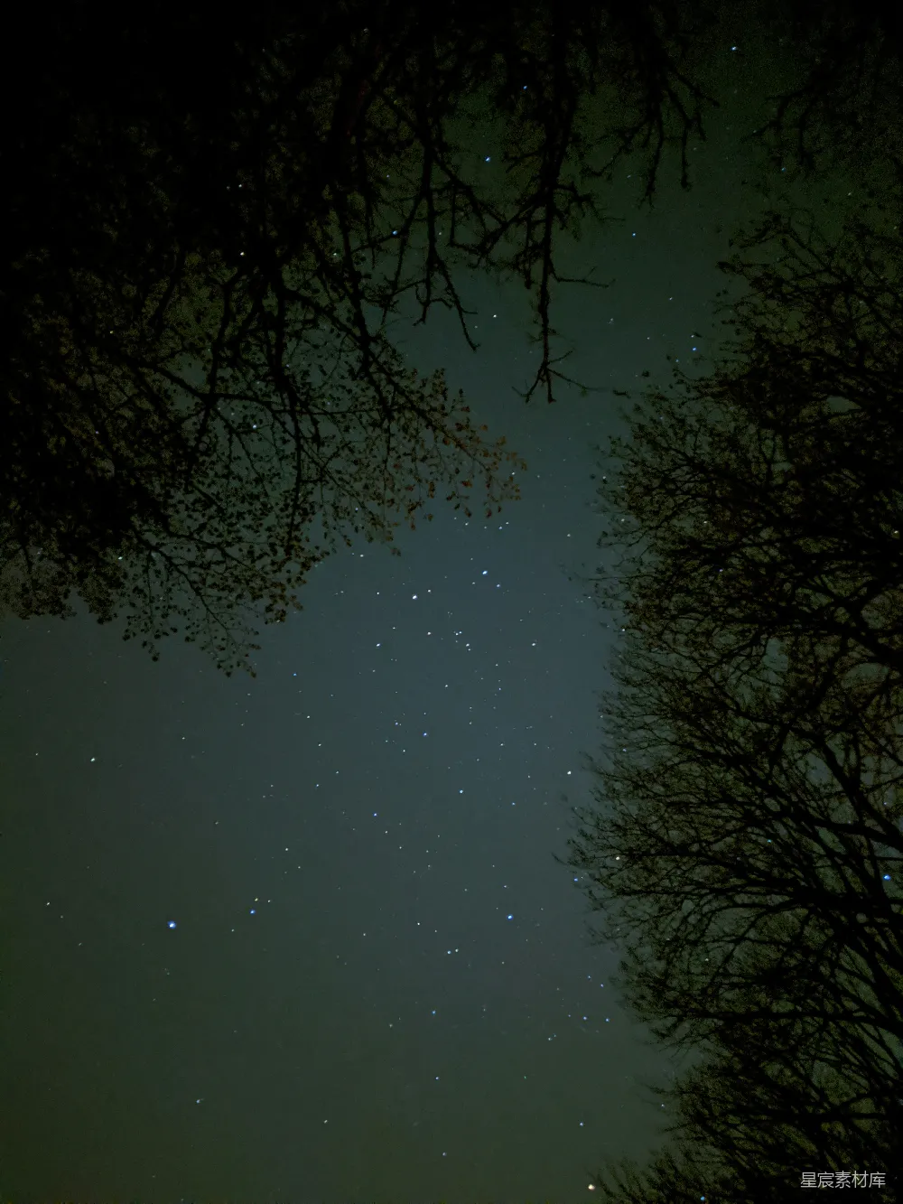 高清摄影 夜晚 星空 自然 宁静 户外 夜空下的枝叶