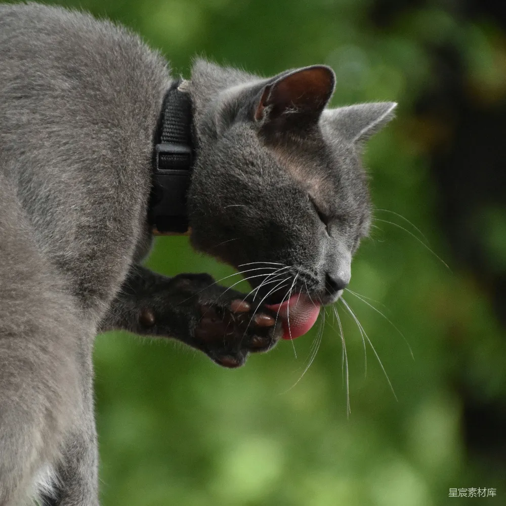 高清摄影 猫咪 动物 宠物 特写 自然 灰色猫咪舔爪特写