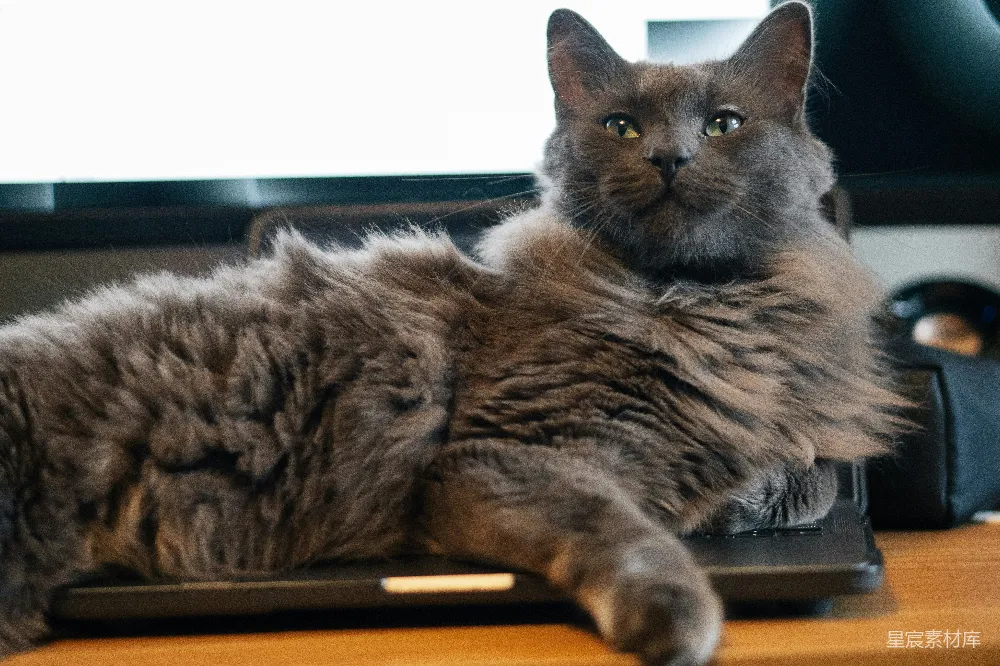 一只灰色的猫躺在笔记本电脑上，似乎在打盹。背景模糊，突出了猫的可爱与放松。适合用作宠物主题的图片，或者用来表达轻松自在的生活态度。