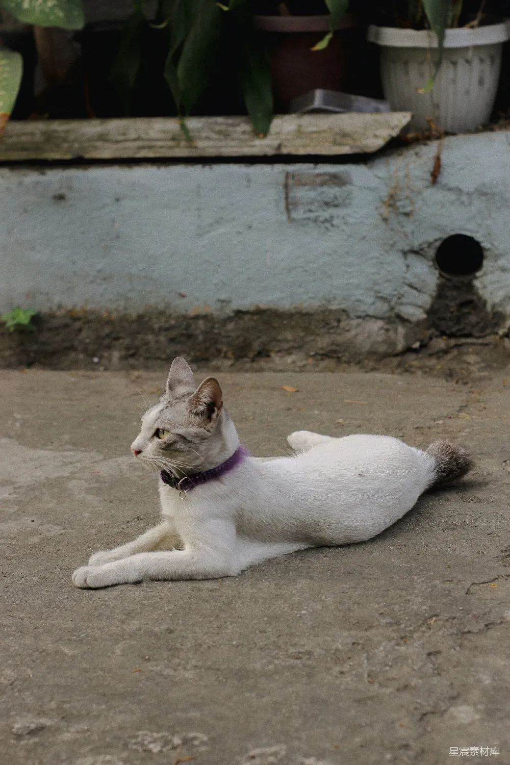 高清摄影 猫 宠物 户外 休闲 自然 悠闲的白猫