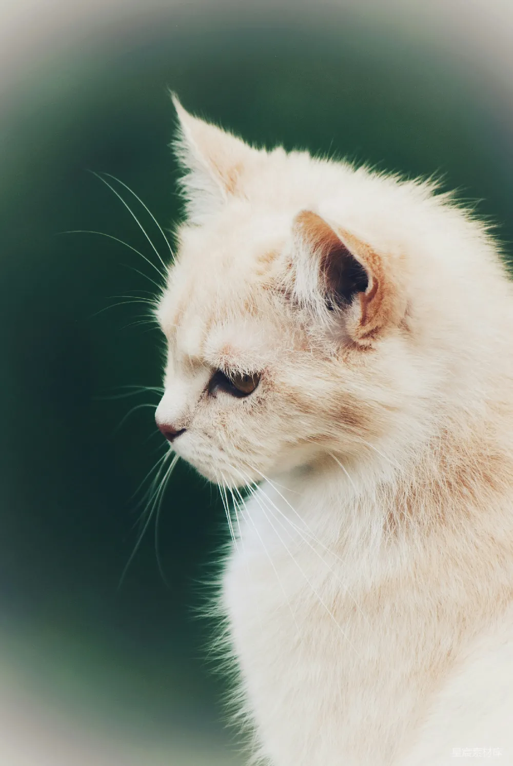 高清摄影 猫 动物 宠物 自然 特写 侧脸的白色猫