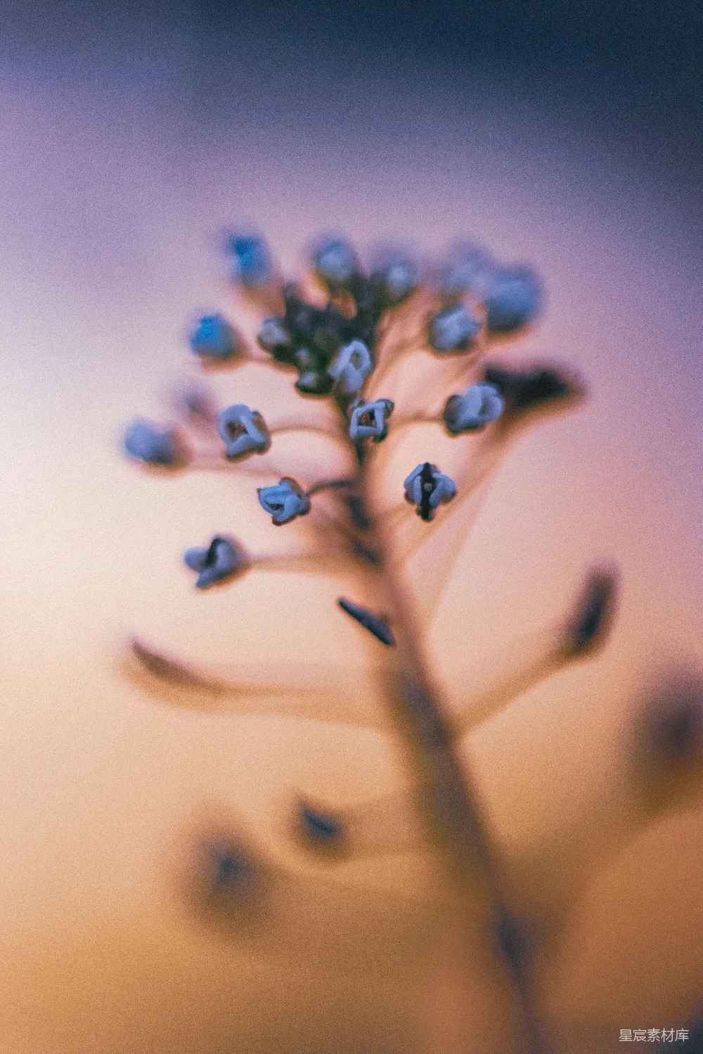 高清摄影 花 梦幻 自然 艺术 宁静 梦幻蓝花