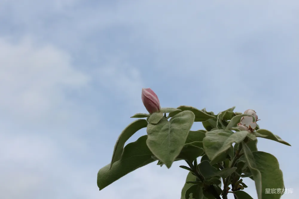 高清摄影 自然 植物 春天 静谧 天空 蓝天下含苞待放的花朵