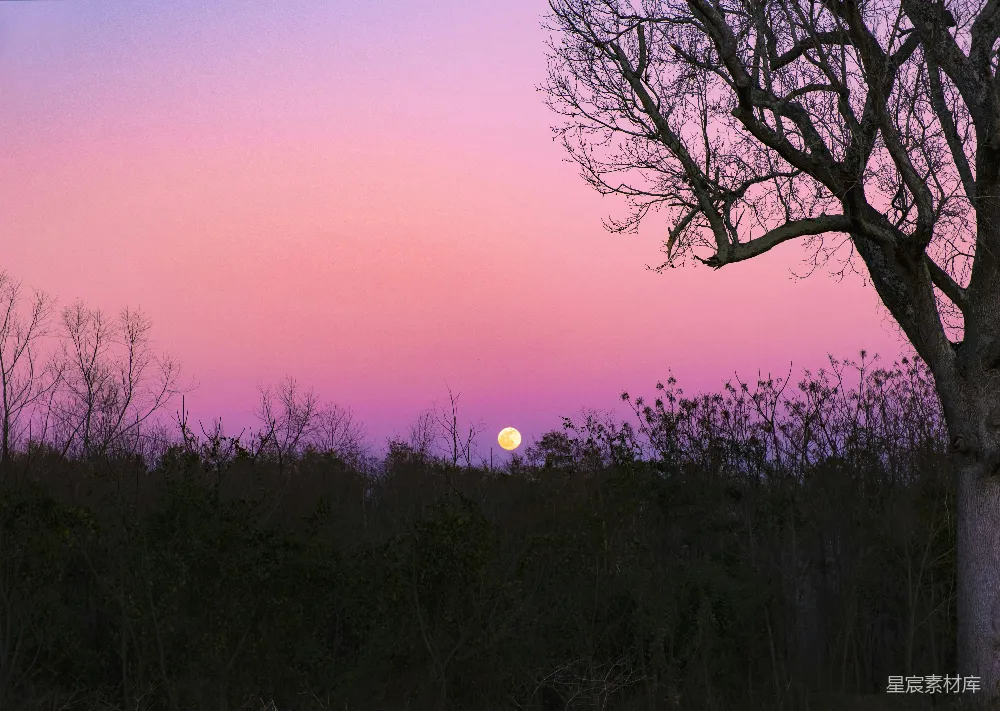 高清摄影 自然风光 夕阳 月光 树木 宁静 暮色中的月亮