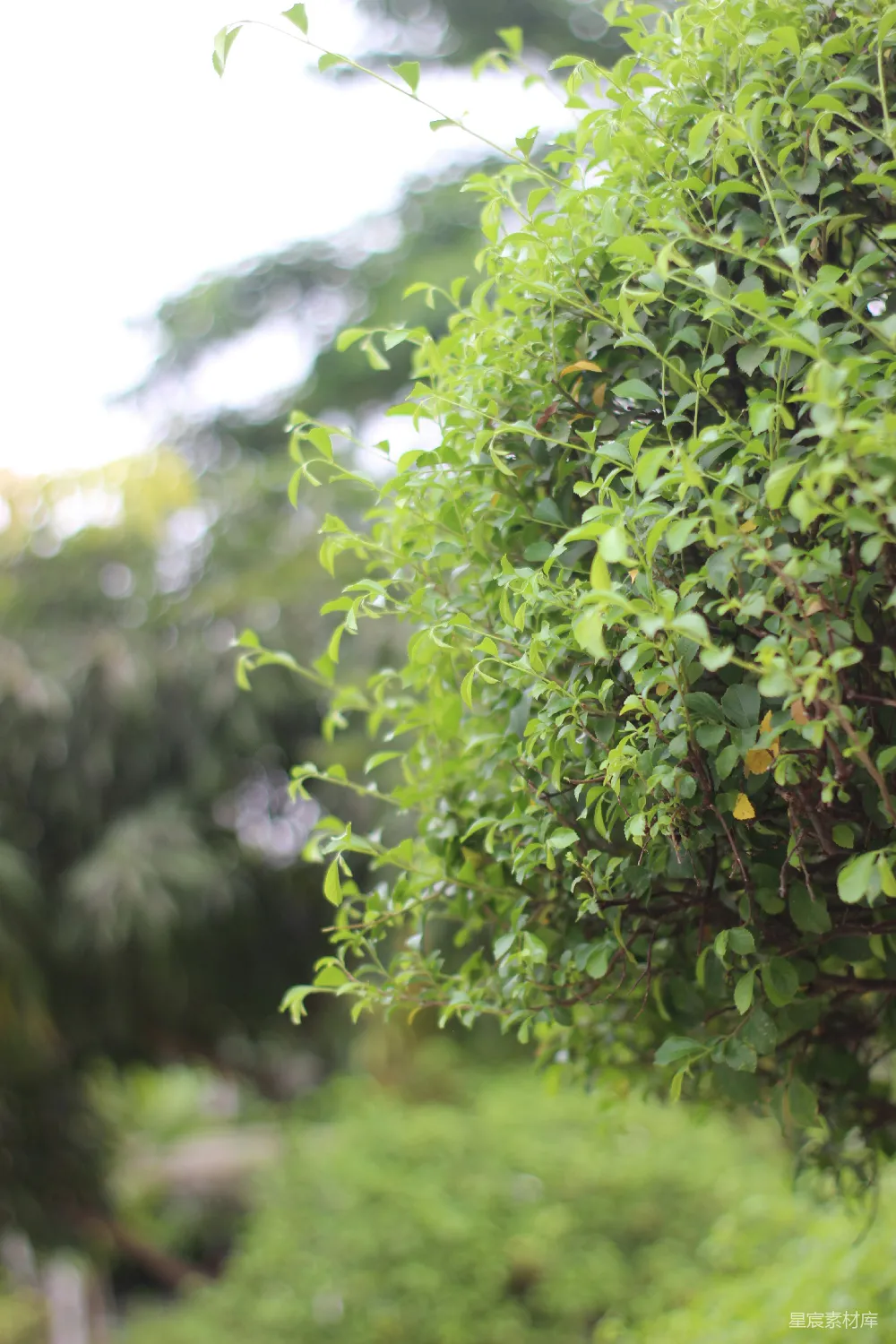 高清摄影 自然 清新 绿色 雨后 植物 雨后清新绿意盎然