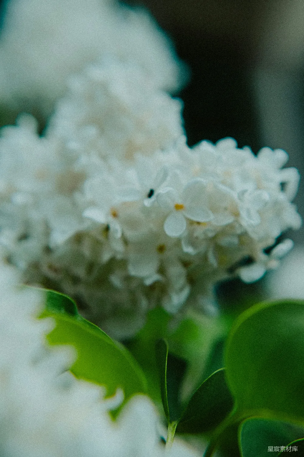 高清摄影 花卉 自然 清新 静谧 绿色植物 淡雅白花与绿叶的静谧之美