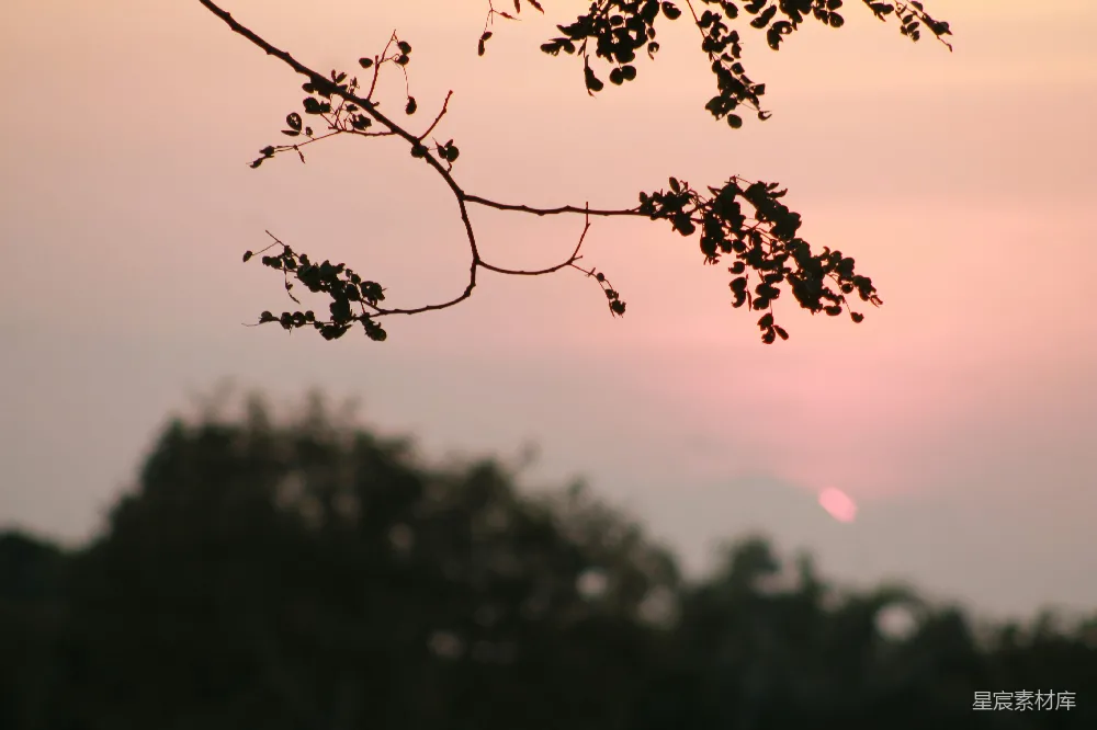高清摄影 自然 夕阳 树梢 剪影 宁静 夕阳下的树梢剪影