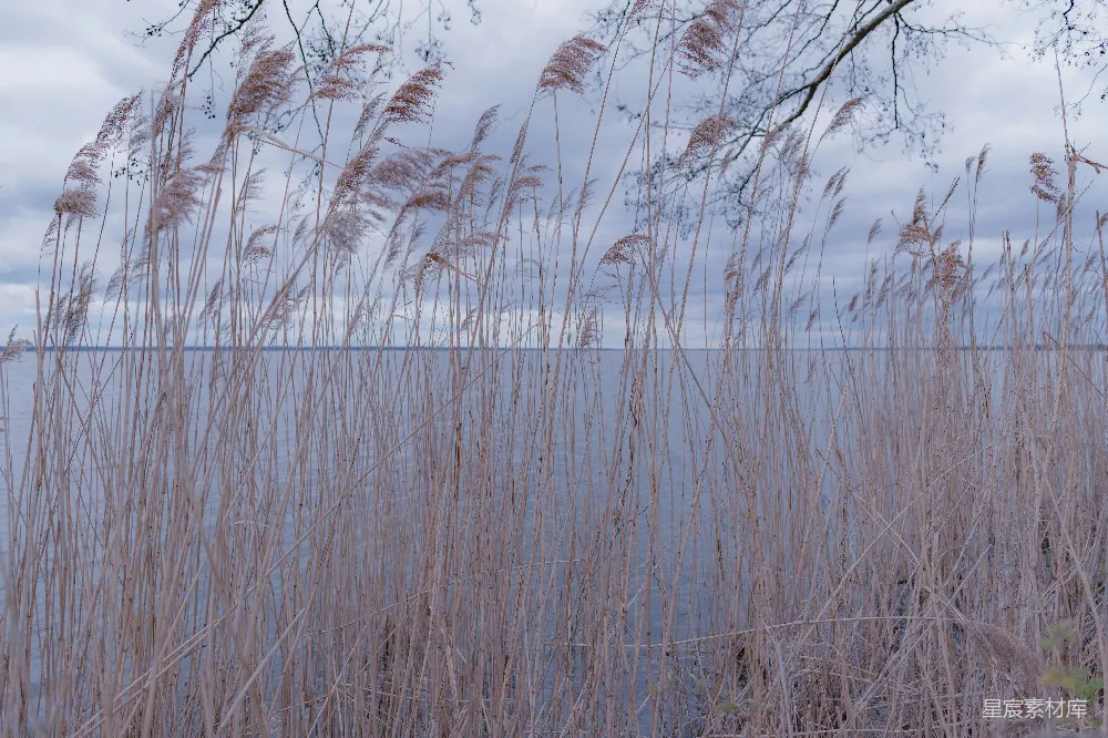 高清摄影 芦苇 湖景 自然 宁静 秋季 湖畔芦苇