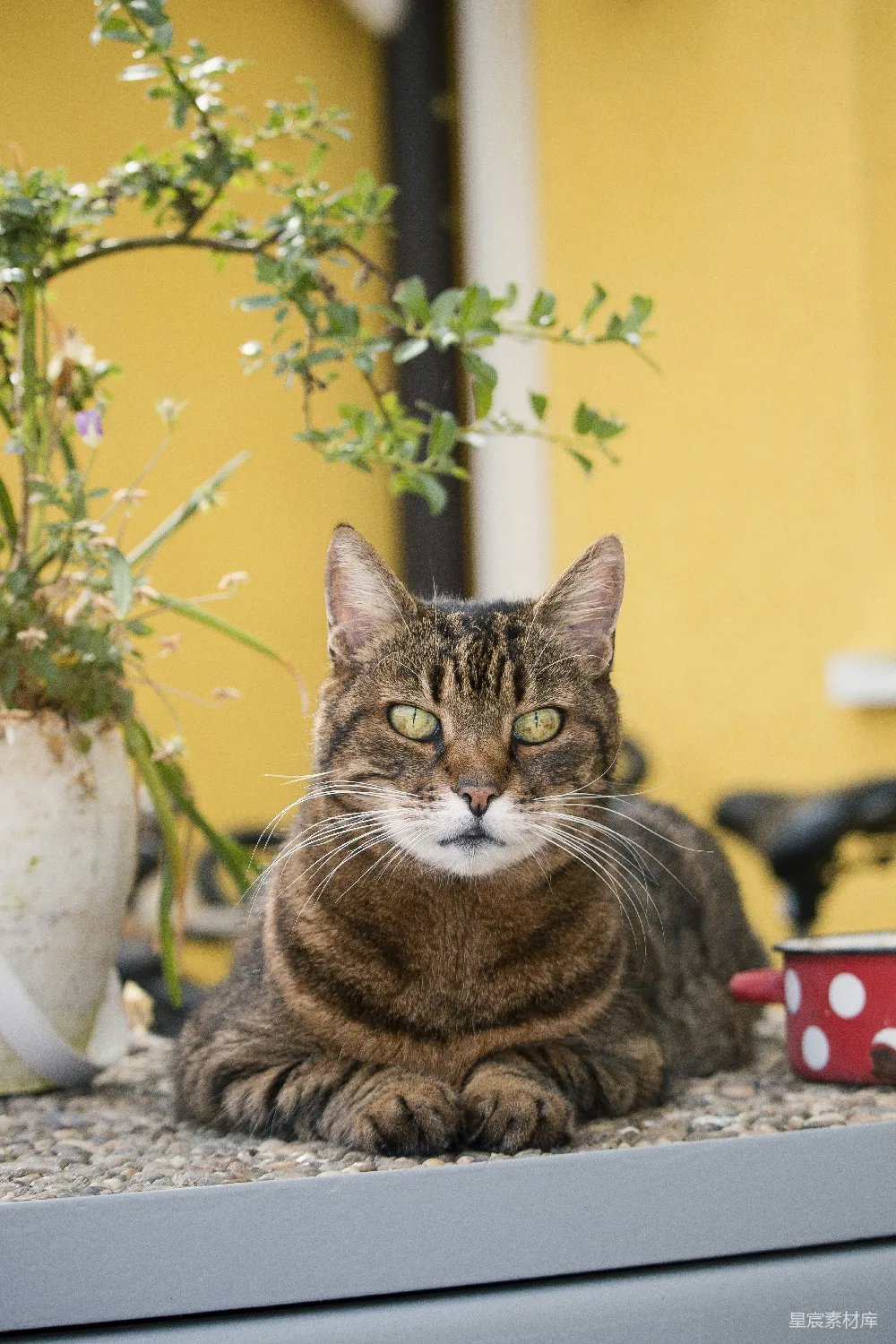 高清摄影 猫 户外 花园 黄色背景 静谧 窗外的猫