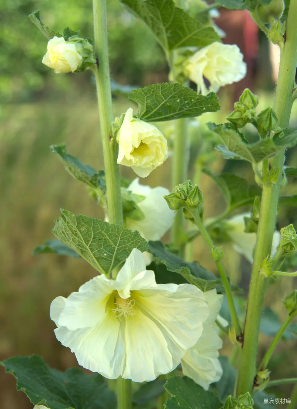 高清摄影 花朵 自然 植物 淡黄 户外 淡黄花蕾的自然之美