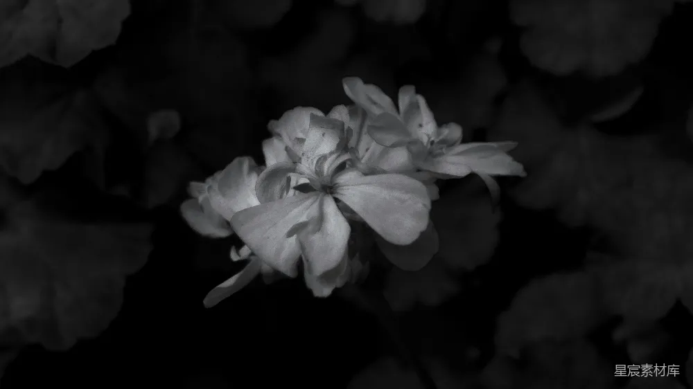 高清摄影 黑白色调 花卉 自然 静谧 艺术 黑白花影