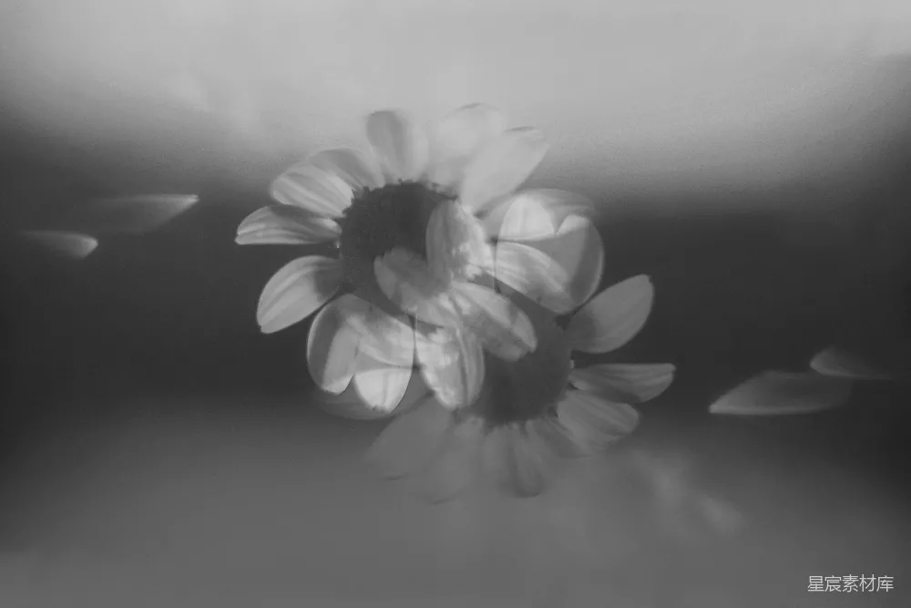高清摄影 花朵 黑白 迷雾 自然 艺术 黑白迷雾中的花朵