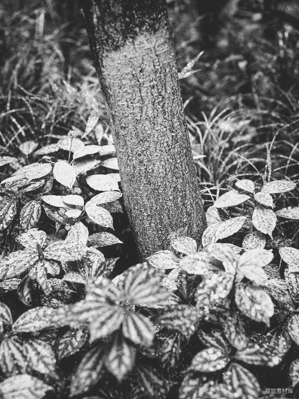 高清摄影 树干 植被 黑白摄影 自然 纹理 树干与植被的黑白特写