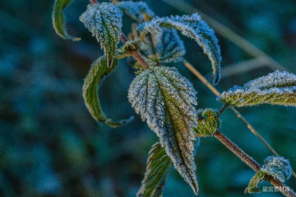 高清摄影 自然 露珠 植物 冬季 微距 霜露下的绿叶特写