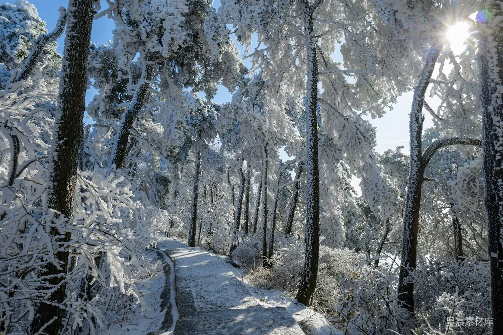 高清摄影 冬日 雪景 森林 小径 自然 冬日雪林小径